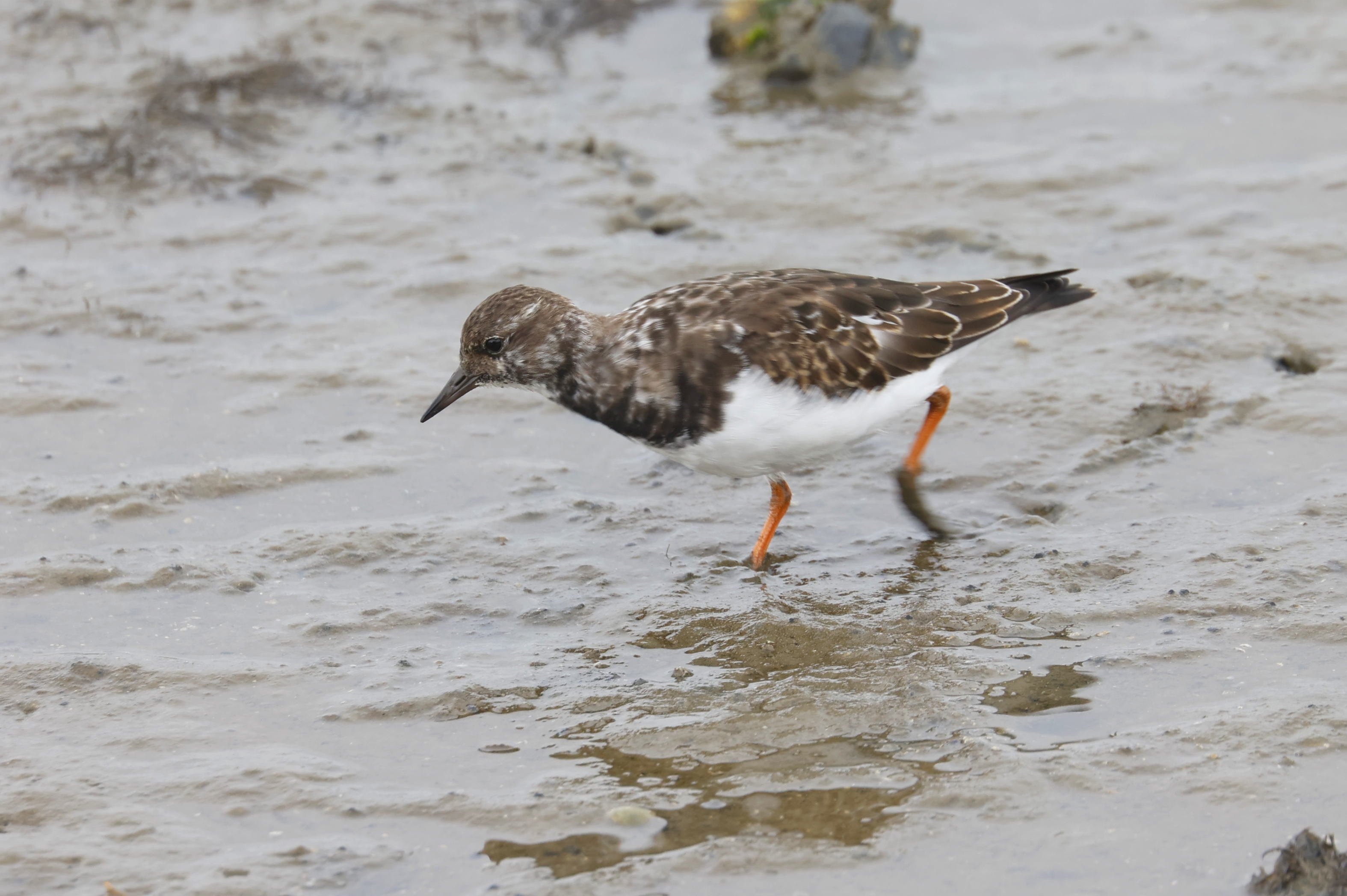 Steenloper (Texel). Foto van Gerda van der Meer.